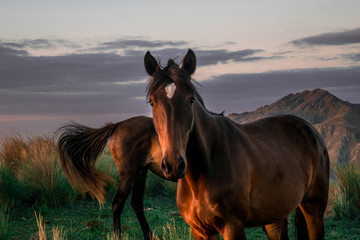 Obraz premium horse in the field