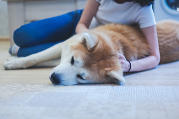 Akaita Inu's dog is lying on the floor at home, a woman is hugging his neck.