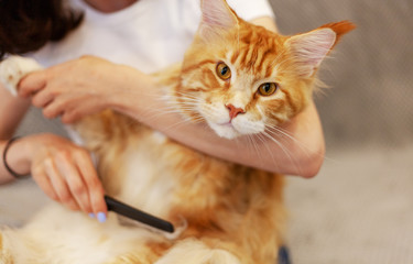 Owner is combing the coat of a Maine Coon, a beautiful red cat, taking care of pets