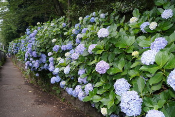 飛鳥山公園の紫陽花