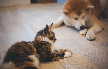 Meinkun cat and Akita Inu dog, best friends, relaxing on the floor at home. Pet Relationships