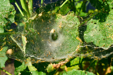 Close up of a web photo that surrounds a spider nest. Spider's holes and nests in the garden/ - Powered by Adobe