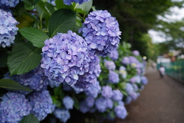 飛鳥山公園の紫陽花