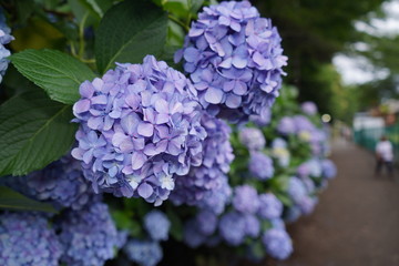 飛鳥山公園の紫陽花