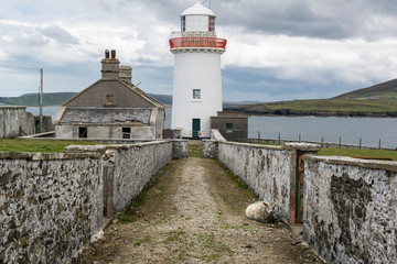 Ballyglass Lighthouse and a Sheep