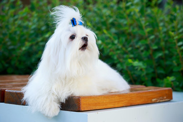 Cute maltese dog