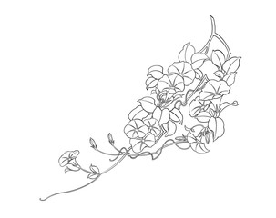 Digital illustration of morning glory flowers, line art, black and white.