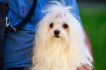 Cute maltese dog