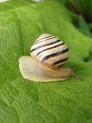 snail on leaf