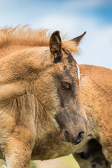 Obraz premium Portrait of a horse close up. Photographed in the open air.
