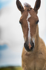 Portrait of a horse close up. Photographed in the open air.