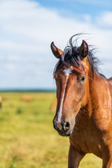 Obraz premium Portrait of a horse close up. Photographed in the open air.
