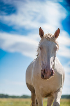 Portrait of a horse close up. Photographed in the open air.