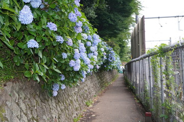 飛鳥山公園の紫陽花