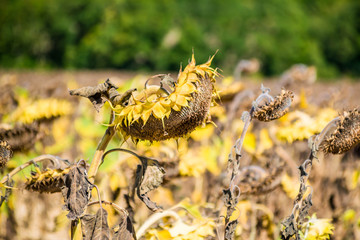 Champs de tournesols prêt pour la récolte.