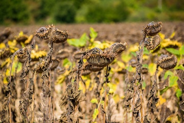 Champs de tournesols prêt pour la récolte.
