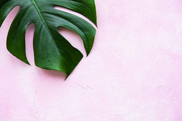 Obraz premium Tropical leaves monstera