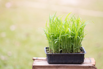 Closeup Millet seedlings sudangrass plant
