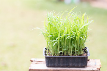 Closeup Millet seedlings sudangrass plant
