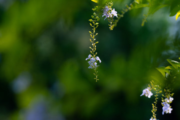 Golden dewdrop flower for natural freshness background or spring and summer concept background
