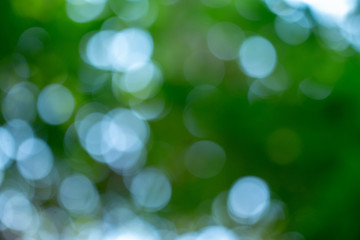 Fototapeta premium Natural green blurred abstract for summer background