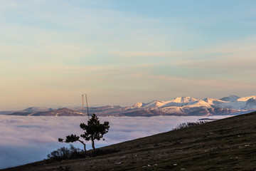 A tree silhouette above a sea of fog and mountains with snow at the distance