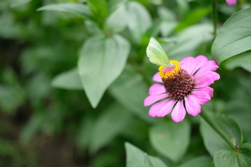 flower in the garden