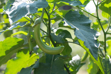 Closeup eggplant on plant