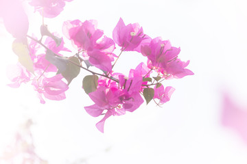 Naklejka na ściany i meble Beautiful pink Bougainvillea flower on plant