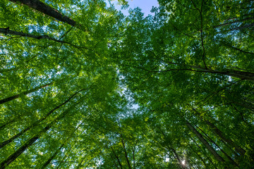 The Forest of Jocassee Gorges Wilderness Area, South Carolina