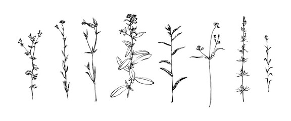 Hand drawn set of wild herbs. Outline plants painting by ink. Sketch or doodle style botanical vector illustration. Black isolated on white background