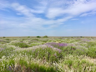 Blooming lavender field. Crimea