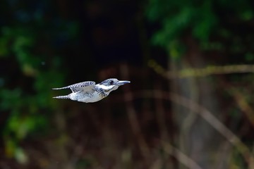 ヤマセミの飛翔シーン