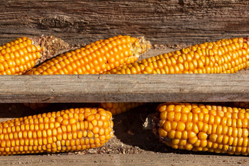 Feeding for animals.