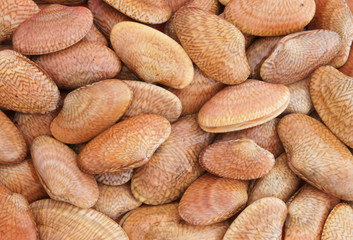 Clams seashells background