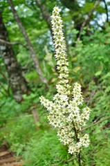 オオバイケイソウ