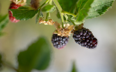 Close up photo of ripe organic blackberrys growing on branch