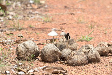 Elephant stools in mushrooms, poisonous mushrooms or healthy mushroom.