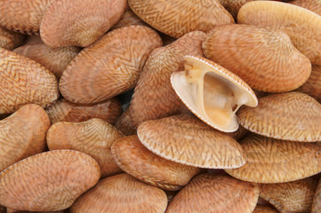 Clams seashells background