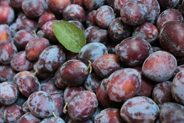 Plum dark blue and green leaf.