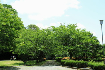 新緑美しい公園と散策の人の後ろ姿