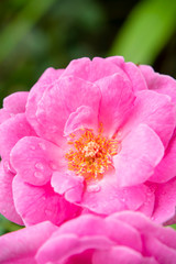 Obraz premium Pink of Damask Rose flower