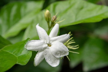 Close up of white jasmine flower