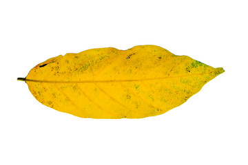 Fototapeta premium Chinese Desmos leaves