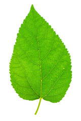 Close up Mulberry leaf on white background.