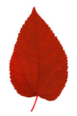 Close up Mulberry leaf on white background.