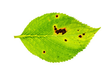 Close up green Hydrengea leaf