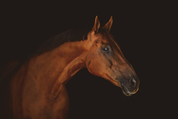 Fototapeta na wymiar stunning beautiful red horse isolated on dark background 