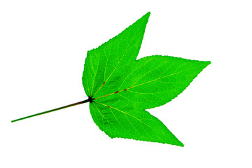 Hibiscus sabdariffa or roselle leaves