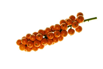 Orange seeds of Palas Payung, Vanuatu Fan Palm
